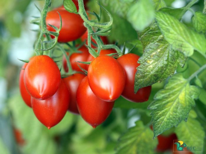 Cà chua cherry đỏ (cà chua Roma)