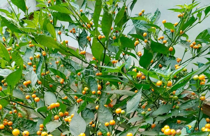Cây ớt Charapita ra quả màu vàng