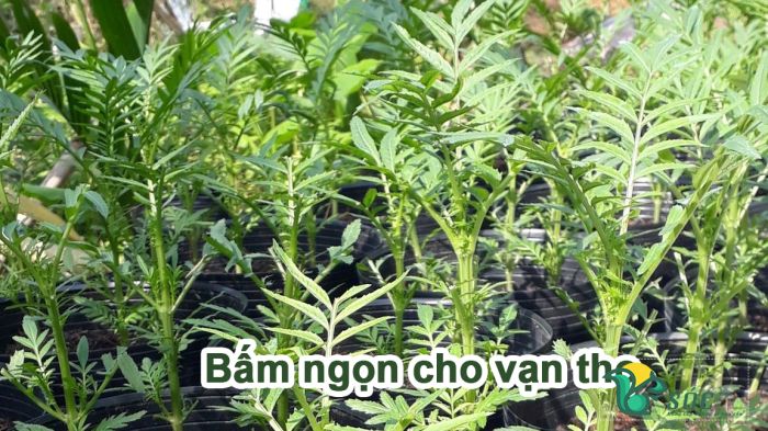 Bấm ngọn cho vạn thọ khi cây cao 15cm