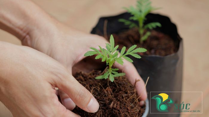 Cấy cây vạn thọ non ra chậu
