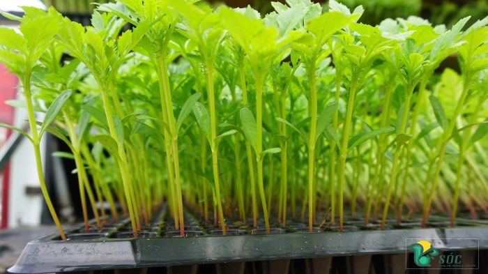 Cây cúc vạn thọ non phát triển trên vỉ ươm