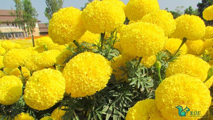 Hoa cúc vạn thọ cao màu vàng chanh