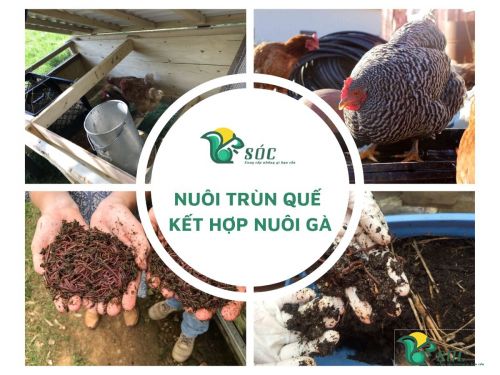 Nuôi trùn kết hợp nuôi gà xử lý phân