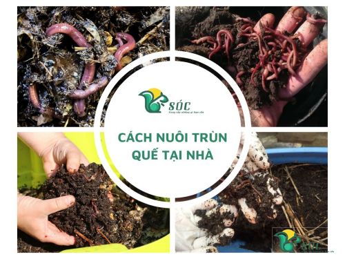 Cách nuôi trùn quế tại nhà