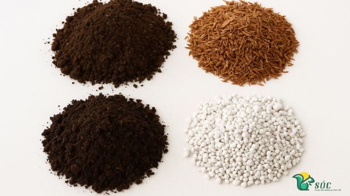 Trộn 3 phần đất thịt + 1 phần tro trấu + 1 phần phân hữu cơ hoai + 1 phần perlite để trồng vạn thọ cao