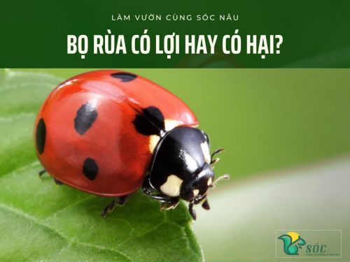 Bọ rùa có lợi hay có hại?