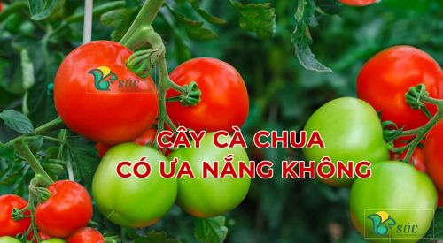 Cà chua là cây ưa nắng