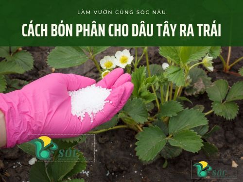 Cách bón phân cho dâu tây