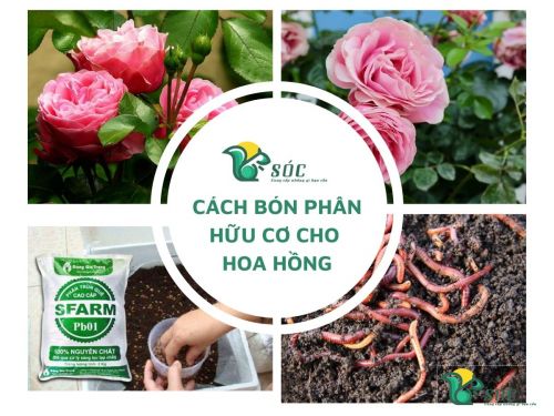 Bón phân hữu cơ cho hoa hồng