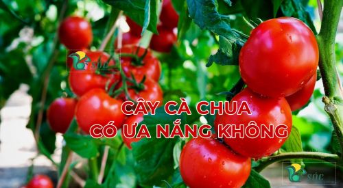 Cách giúp cây cà chua phát triển tốt