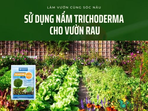 Cách sử dụng nấm Trichoderma cho vườn rau