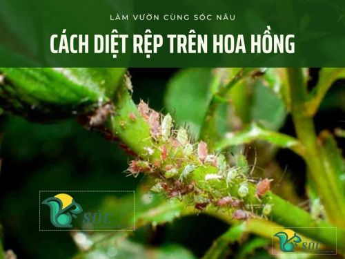 Cách diệt rệp gây hại hoa hồng