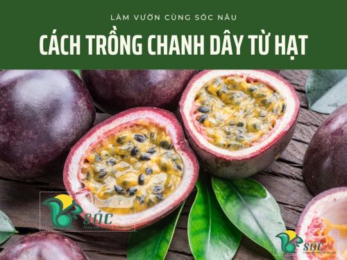 Hướng dẫn trồng chanh dây từ hạt