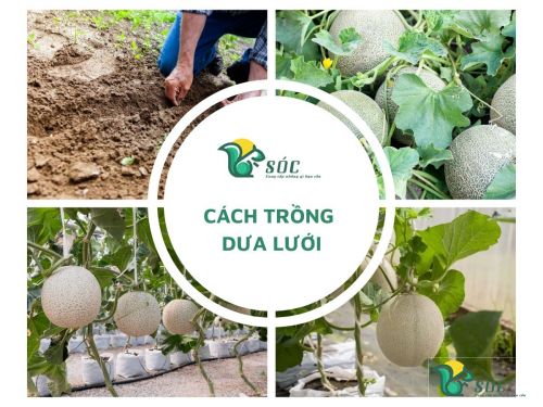 Cách trồng dưa lưới