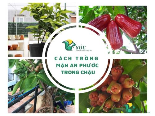 Kỹ thuật trồng mận An Phước Trong Chậu