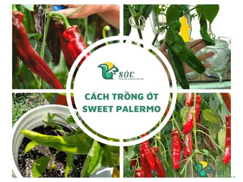 Cách trồng ớt Sweet Palermo
