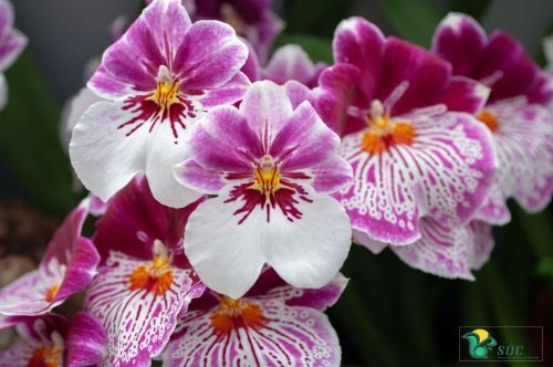 Hoa Lan Miltonia