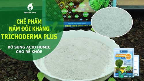 Chế phẩm nấm đối kháng Trichoderma