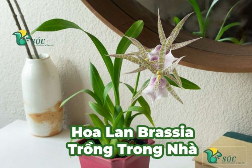 Hoa Lan Brassia