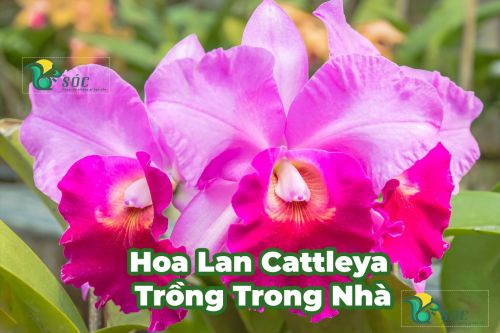 Hoa lan Cattleya