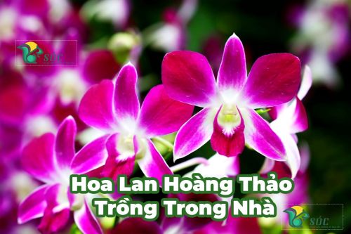 Hoa Lan Hoàng Thảo