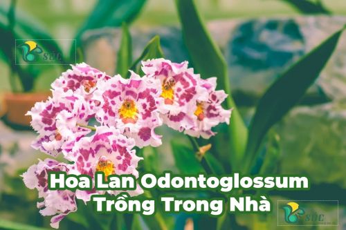 Hoa lan Odontoglossum