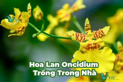 Hoa Lan Oncidium 