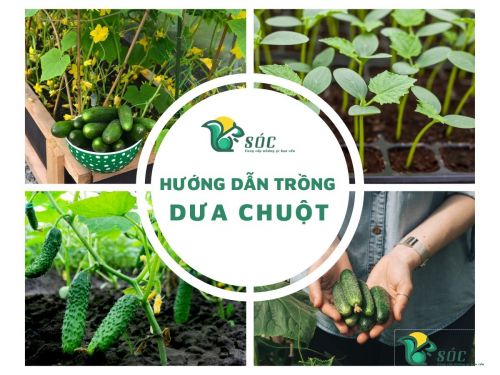 Cách trồng dưa chuột