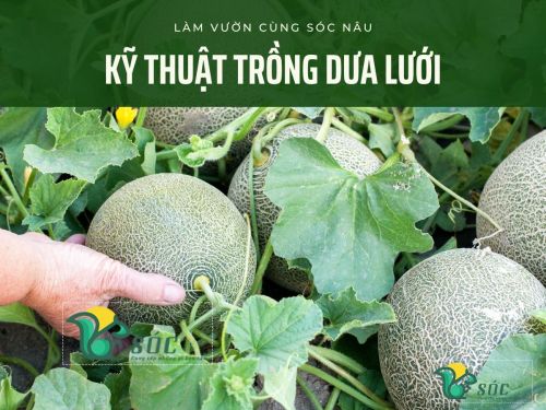 Tìm hiểu kỹ thuật trồng dưa lưới hiệu quả