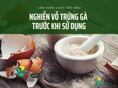 Cần nghiền vỏ trứng gà trước khi sử dụng