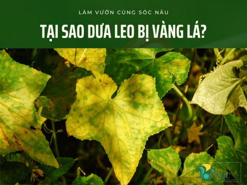 Nguyên nhân dưa leo bị vàng lá