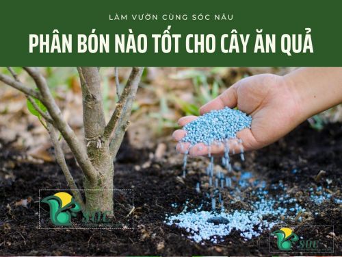 Phân bón nào tốt cho cây ăn quả