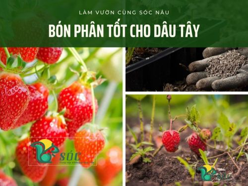 Phân bón tốt cho dâu tây