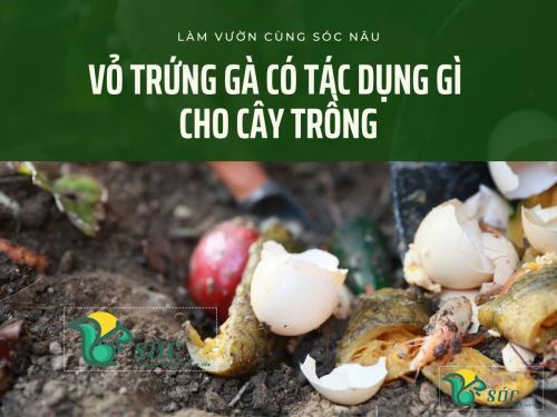 Công dụng của vỏ trứng gà cho cây trồng