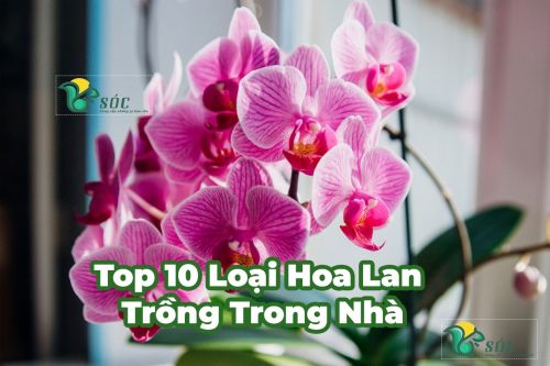 Top 10 loại hoa lan thích hợp trồng trong nhà