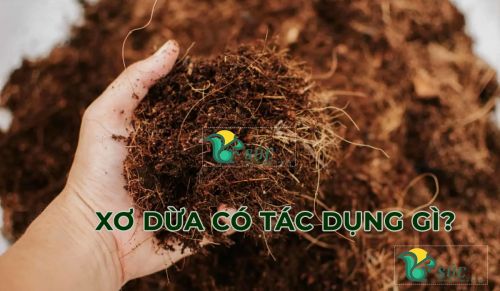 Xơ dừa giúp cải thiện chất lượng đất