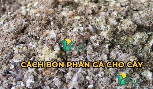 Cần ủ phân gà hoai mục trước khi sử dụng