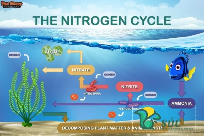 Chu trình nitơ của hồ cá