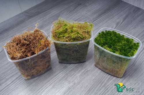 Giá thể Rêu Sphagnum 