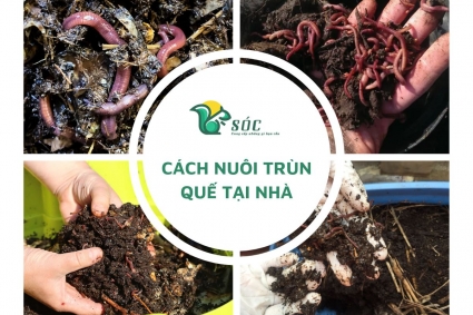 Cách nuôi giun quế tại nhà