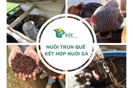 Cách nuôi giun quế kết hợp nuôi gà