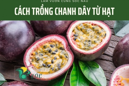 Cách Trồng Chanh Dây Từ Hạt