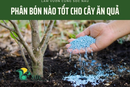 Phân bón nào tốt cho cây ăn quả?