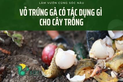 Tác dụng của vỏ trứng gà đối với cây trồng?