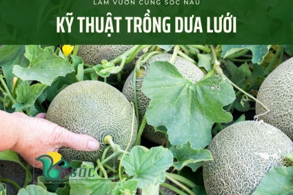 Kỹ thuật trồng dưa lưới