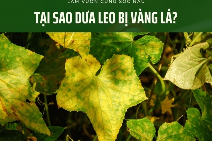 Vì Sao Dưa Leo Vàng Lá?