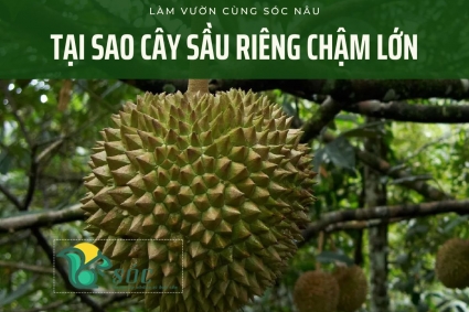 Tại Sao Cây Sầu Riêng Chậm Phát Triển?