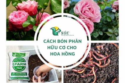 Cách bón phân hữu cơ cho hoa hồng