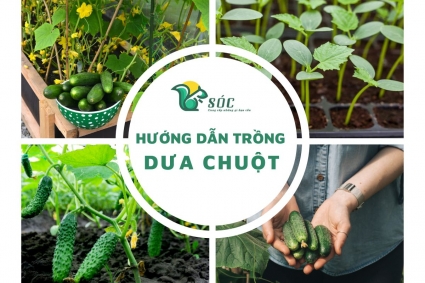 Hướng dẫn Cách trồng Dưa chuột