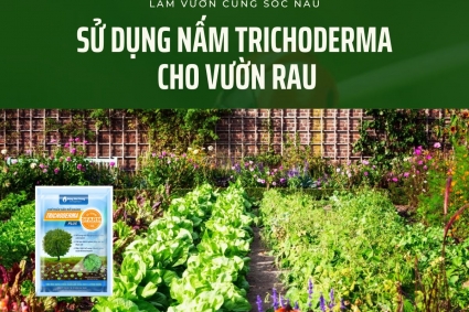 Cách sử dụng nấm Trichoderma cho vườn rau